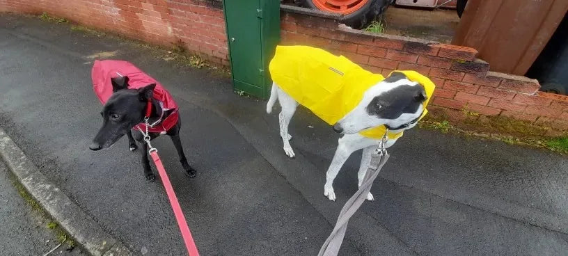 Big dog raincoat reflective waterproof windproof hooded raincoat large dog clothing outdoor raincoat  dog clothing jacket