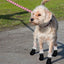 Dog Paw Socks Anti Slip 4pcs Non-slip Dog Snow Socks Small Machine Washable Dog Paw Protectors For Workout Walking Exercising