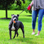 Dogs Interactive Toys Interactive Dog Ball Squeaky Balls Toys Pet Grinding Teeth Toy for Dog Pet Teeth Cleaning Pet Supplies