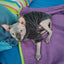 Fashionable Clothes For Cats Sphynx Cat Sweater Kitten Clothing Hound Dog Hoodie Clothes For Sphinx Cat Outfit Pet Jumpsuits