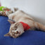 Small Dog Cat Bandana Collar Adjustable Puppy Dog Kitten Neckerchief PU Collar with Printed Triangular Scarf Pet Collar for Cat