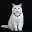 Adjustable Dog Necklace Jewelry for Small Medium Dogs Puppy, Luxury Blingbling Diamond Collar Wedding Prom Pet Accessories