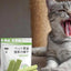 Cat Grass Stick Cat Grass Chewing Stick Natural Teeth Cleaner Removal Row Kitten Pet Snacks Teeth Caring for Kitten Mouth Health