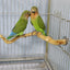Natural Parrot Perch Bird Stand Tree Stick Paw Grinding Fork Parakeet Climbing Bird Standing Branches Toys Birdcage Accessories