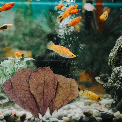Terminalia Catappa Leaves Betta Shrimp Leaves PH Balance Water Conditioner for Aquarium Turtles Shrimps Habitat Accessory