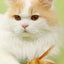 Catnip Ball Feather Cat Toy Ball Feather Cat Tooth Cleaning Cat Toy Catnip Ball Interactive Chew Catnip Pet Supplies