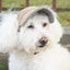 Dog Hat with Ear Holes Pet Dog Sport Cat Fashionable Travel Hat Breathable Pet Outdoor Sunbonnet UV Protection for Outdoor All