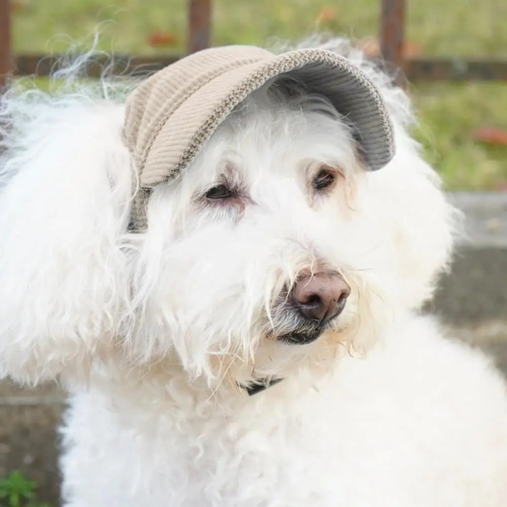Dog Hat with Ear Holes Pet Dog Sport Cat Fashionable Travel Hat Breathable Pet Outdoor Sunbonnet UV Protection for Outdoor All