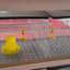 H Type Broiler Cage 4 Tiers Large Capacity 80 Pieces Length 1.4 Metres Width 70 Cm Strong and Durable for Sadio