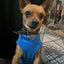 Dog Fleece Vest Chihuahua Winter Clothing For Small Dogs Warm Dachshund Dog Coat For Medium Bulldog Pitbull Maltese Dogs Jumpers