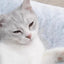 Plush Cat Bed Bag Pet Cat Plush Sleeping Bag Semi-Enclosed Bed Small Medium Large Cats Warming Pad Sack For Autumn Winter