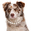 16mm Elegant Dog Pearl Necklace Collar for Small Medium Large Dogs, Pet Accessories Luxury Pearl Necklace Jewelry for Dogs
