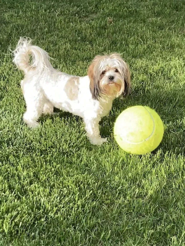 Giant Tennis Ball For Dog Chew Toy Pet Dog Interactive Toys Big Inflatable Tennis Ball Pet Supplies Outdoor Cricket Dog Toy