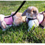 Mutil-Colors Breathable Stylish Vest Small Pet Carrier Bag Adjustable Soft Harness  And Elastic Leash Set For Rabbits