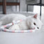 Cat Toy Feather Cat Teaser Wand Cat Interactive Toy Funny Caterpillar Colorful Rod Teaser Wand Pet Cat Supplies Cat Accessory