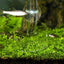 Transparent Aquarium Fish Tank Shrimp Food Feeding Circle Glass Feeder Floating Bottom Feeder Fish Shrimp Aquarium Accessories