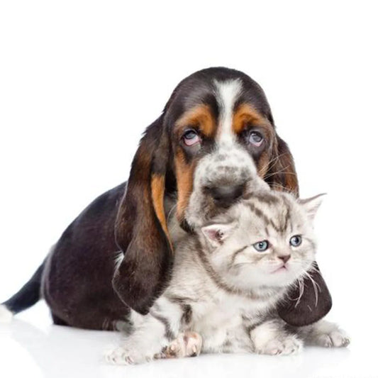 Pets Accessories Additional Pay Link