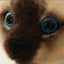 Stuffed Siame Cats Plush Toy 20/25cm Simulation American Shorthair Cute Cat Pet Toys Lifelike Home Decor Birthday Gift