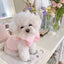 Cute Bow Dog Vest 2024 Dog Clothes Puppy Pullover Summer Pet Clothes Breathable Two-Legged Clothes Solid Color Cat Pet Products