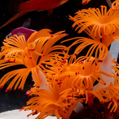 Artificial Underwater Coral Plastic Aquarium Fish Tank Simulation Decoration Aquarium Backgrounds Plants Water Grass Beautiful