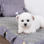 Dog Mat Bed Small Pets Dogs Accessories Sofa Pet Beds Puppy Supplies Accessory Breeds Basket Bad Baskets Cushions Big Cushion