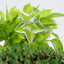 8 Styles Houseplant Automatic Self Watering Glass Bird Watering Cans Flowers Plant Decorative Clear Glass Watering Device