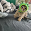 Cute Pet Hat Small Dog Cat Hat Easter Bunny Hat Crab Lobster Frog Cap Pet Party Costume Accessories Headwear for Cat Kitten Pug