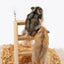 Hamster Ladder Natural Wooden Hamster Climbing Toy Small Pet Toys for Hamster Squirrel Guinea Pig Rat Small Animals Accessories