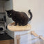 Cat Climbing Shelf Furniture Wooden Shelves for Cats Perches Activity Cat Tree Scraper Stairs Scratching Post Cat Wall Furniture