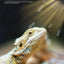 UVA+UVB Reptile Full Spectrum LED Light Turtle Lizard Snake Terrarium Sunbathe Heat Lamp 10.0 20.0 Sun Lamp Sunbathe Heat Lamp