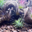 Climbing Pet Climbing Wooden Landscape Tree Vine Natural Dead Wood Crawler Rainforest Tank Tree Frog Crossing River Dragon Vine