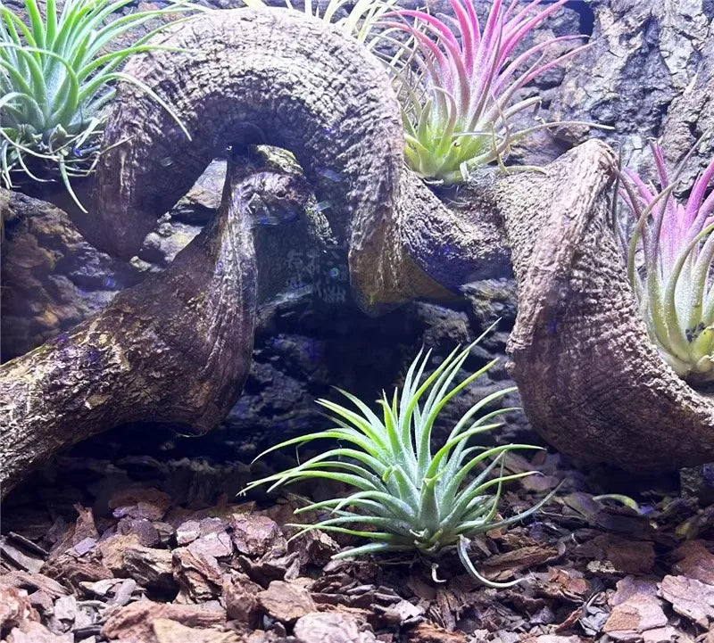 Climbing Pet Climbing Wooden Landscape Tree Vine Natural Dead Wood Crawler Rainforest Tank Tree Frog Crossing River Dragon Vine