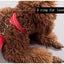 LED Safety Collar For Small And Medium Dogs - Adjustable, Flashing Glow For Night Walking
