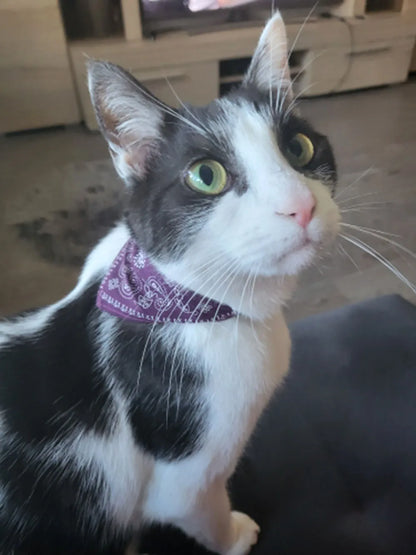Small Dog Cat Bandana Collar Adjustable Puppy Dog Kitten Neckerchief PU Collar with Printed Triangular Scarf Pet Collar for Cat