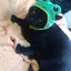 Cute Pet Hat Small Dog Cat Hat Easter Bunny Hat Crab Lobster Frog Cap Pet Party Costume Accessories Headwear for Cat Kitten Pug