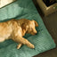 Dog Bed Large Dog Warm Accessories Halloween Dogs Baskets for Winter Big Cushion Accessory Small Pet Basket Breeds Fluffy Pets