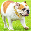 Big Dog Chain Collar Free engraving Personalized 32mm wide Stainless Steel Metal Cuban link Chew Proof Pet Collars For large dog