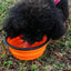 Collapsible Pet Silicone Dog Food Water Bowl Outdoor Camping Travel Portable Folding Supplies Dishes with Carabiner Pet supplies