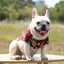 Summer Pet Printed Clothes For Dogs Floral Beach Shirt Jacket Floral T-Shirt Hawaiian For Small Large Dog Chihuahua Pets Outfits