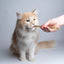 5Pcs Natural Cat Catnip Teeth Molar Stick Pet Cat Snacks Cleaning Teeth Tools Cat Treat Toys Increase Appetite