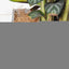 Natural Coconut Fiber For Bird Nest Bird's Nest Coco Liner Birds House  Flowerpot Cover CraftFlower Plant Soil Keep Bird Nest