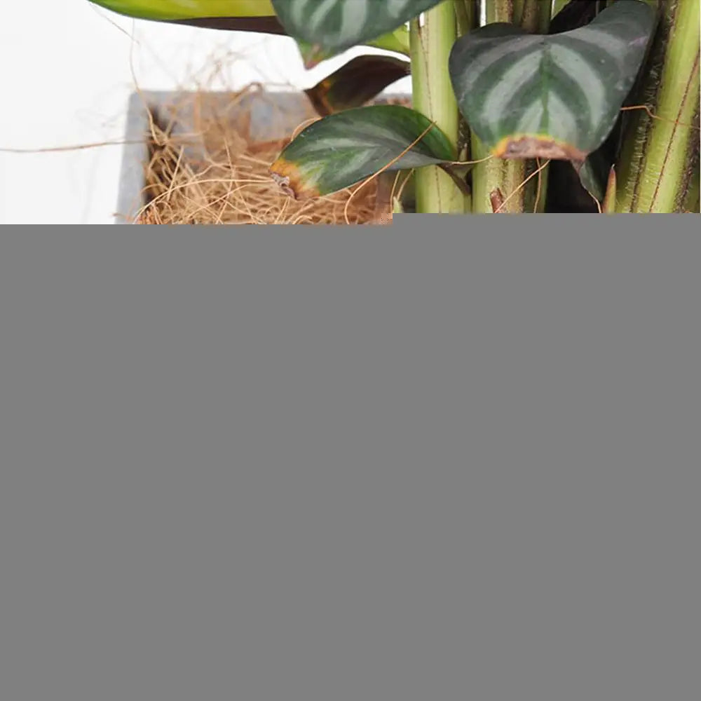 Natural Coconut Fiber For Bird Nest Bird's Nest Coco Liner Birds House  Flowerpot Cover CraftFlower Plant Soil Keep Bird Nest