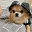 Autumn Winter Warm Dog Clothes Adidog Dog Hoodies Pet Warm Coat for Medium Large Dog Jacket Sweater Puppy French Bulldog Clothes