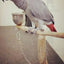 Foot Ring for Pet Parrot, Foot Chain, Foot Ring, Flying Training, Activity Opening, Stand Accessories, Bird Supplies