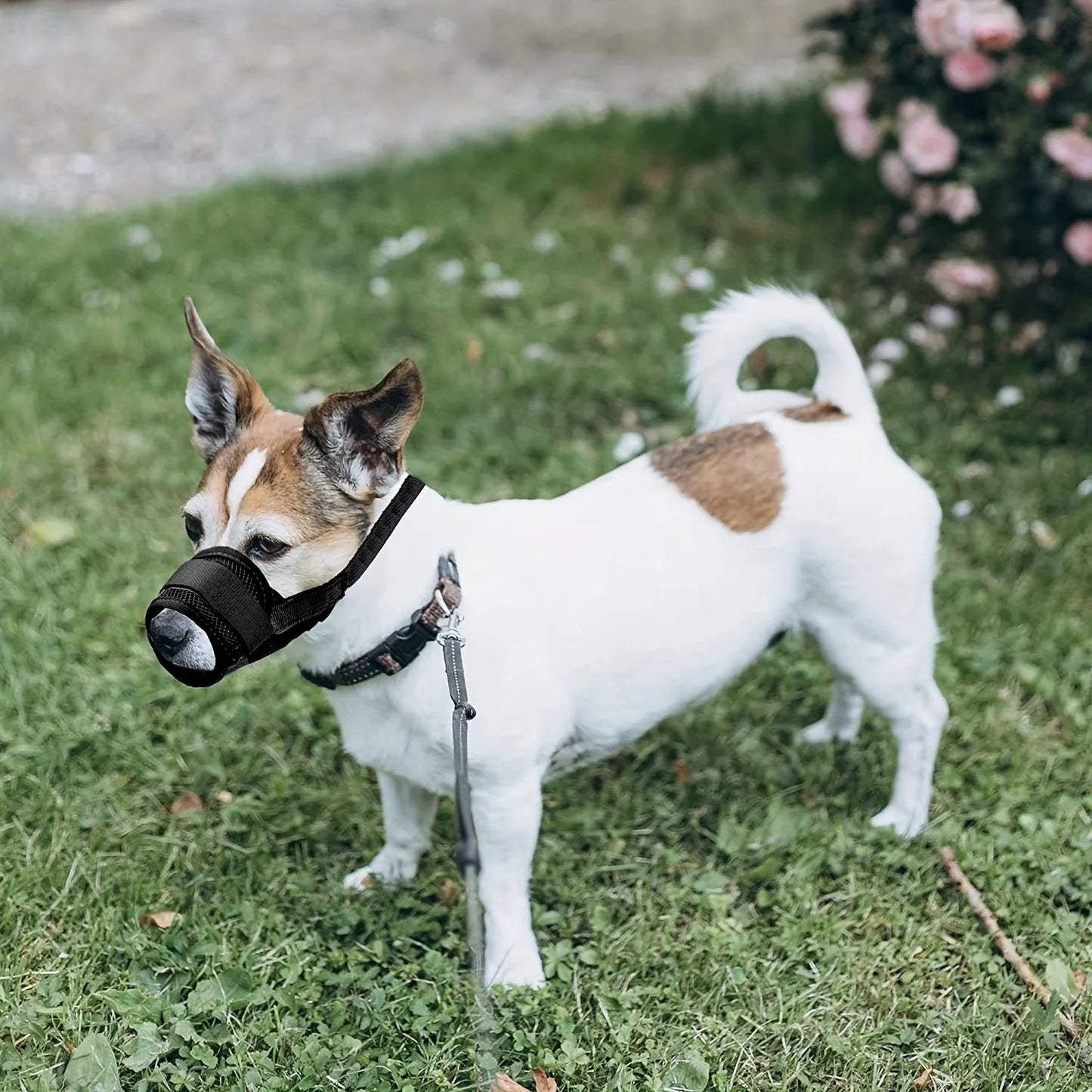 Puppy Accessories Chewing Dog Harness Barking - Essential Accessory Pets Dogs  Lanyard Collar Nylon