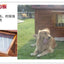 Outdoor Solid Wood Labrador Kennel Waterproof Small Medium Large Dog Cage Golden Retriever Teddy Kennel