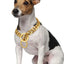 Gold Dog Chain Collar, Large Metal Dog, Medium Link Link, Small Steel, Cuban, Walking, Training