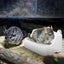 Large Capacity Pet Toilet with Buckle for Guinea Pigs Dangling Square Small Pet Litter Box Pet Cleanging Tools