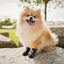 Dog Winter Boots 4PCS Winter Warm Skid-proof Snow Boots For Small Dog Breathable Dog Boots