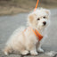 Pets Breathable Dog Vest Pectoral Girdle Backstraps Prevent Breakout Exclusive for Outdoor Use Adjustable Night Reflection